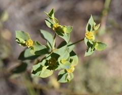 Euphorbia schizoloba