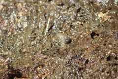 Enchiridium punctatum