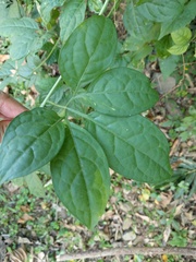 Neoalsomitra clavigera