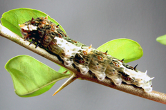 Heraclides torquatus