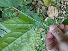 Neoalsomitra clavigera