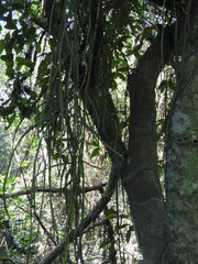 Lepismium cruciforme