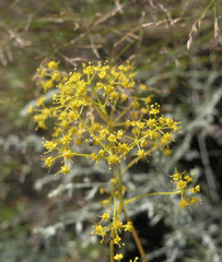 Ferula caspica