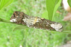 Heraclides homothoas