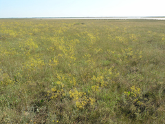 Ferula caspica