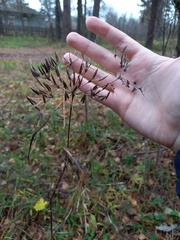 Chaerophyllum aromaticum