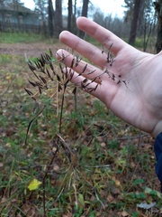Chaerophyllum aromaticum