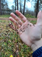 Chaerophyllum aromaticum