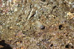 Enchiridium punctatum
