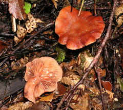 Lactarius umerensis