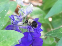 Anthophora abrupta