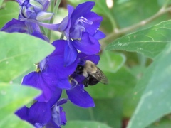 Anthophora abrupta