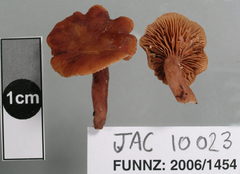 Lactarius umerensis