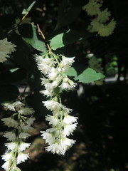 Deutzia crenata