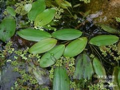 Potamogeton distinctus