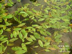 Potamogeton distinctus