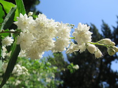 Deutzia crenata