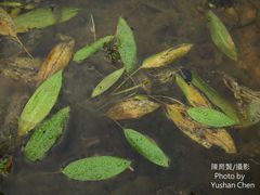 Potamogeton distinctus