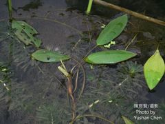 Potamogeton distinctus