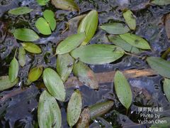 Potamogeton distinctus