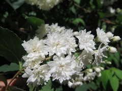 Deutzia crenata