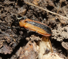 Odontota dorsalis