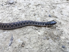 Clonophis kirtlandii
