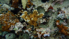 Acropora prolifera