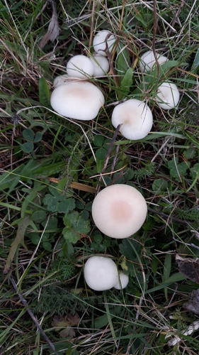 Snowy Waxcap