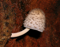 Coprinopsis mitrispora