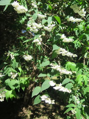 Deutzia crenata