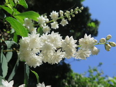 Deutzia crenata