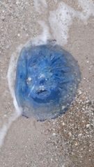 Rhizostomatidae