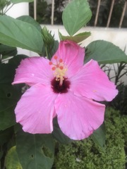 Hibiscus