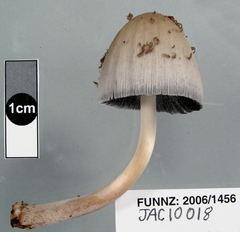 Coprinopsis mitrispora