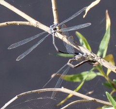 Archilestes