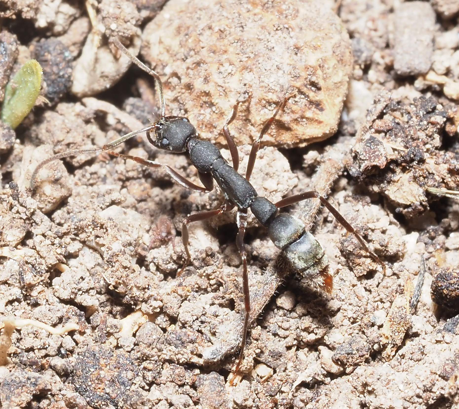 Leptogenys maya