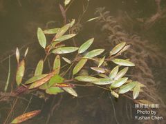 Potamogeton octandrus