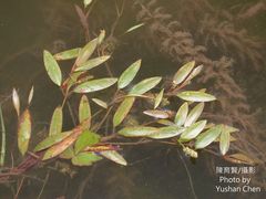 Potamogeton octandrus