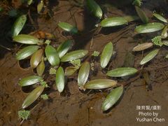 Potamogeton octandrus