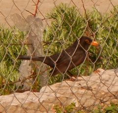 Turdus merula