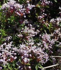 Ceanothus fresnensis