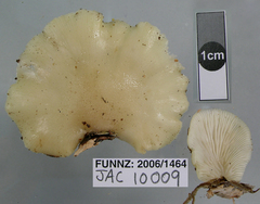 Conchomyces bursiformis