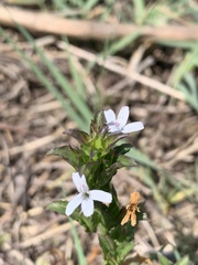 Dyschoriste costata
