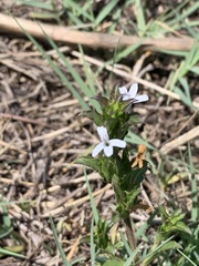 Dyschoriste costata