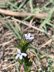 Dyschoriste costata