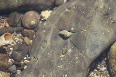 Ocinebrina