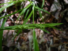 Carex blanda