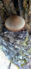 Fungi