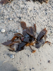 Laminaria hyperborea